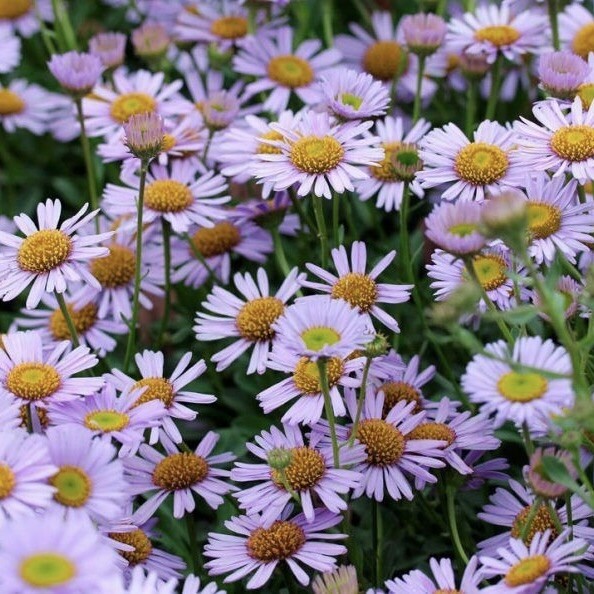 Ноты в ароматах